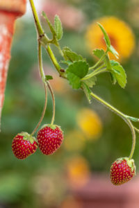 Pink strawberry blossom, garden strawberry, Fragaria ananassa Pink strawberry blossom, garden strawberry, Fragaria ananassa